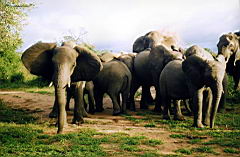 elephants gomo gomo scan590.jpg